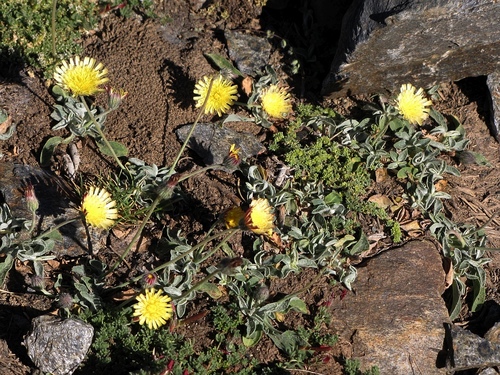 Pilosella argyrocoma