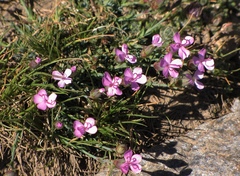 Dianthus pungens brachyanthus