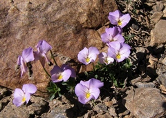 Viola crassiuscula