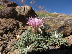 Jurinea humilis