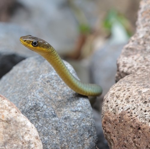 Common Tree Snake sighting