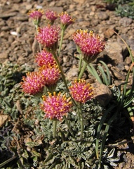 Jacobaea boissieri