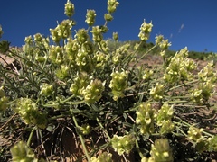 Sideritis glacialis