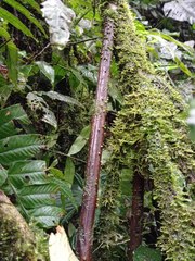 Iriartea deltoidea
