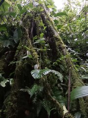 Iriartea deltoidea