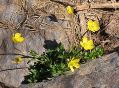 Ranunculus demissus