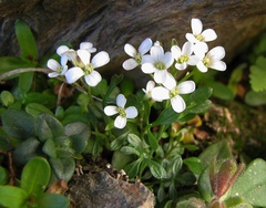 Cardamine resedifolia