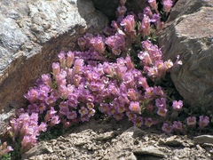 Chaenorhinum glareosum