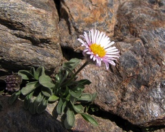 Erigeron frigidus