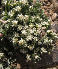 Galium pyrenaicum