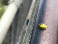 Paropsisterna hectica