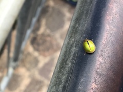 Paropsisterna hectica