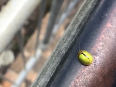 Paropsisterna hectica