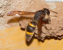 Orancistrocerus drewseni