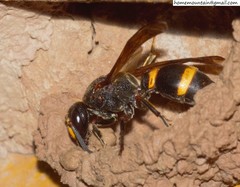 Orancistrocerus drewseni