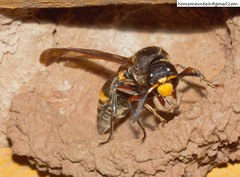 Orancistrocerus drewseni
