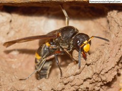 Orancistrocerus drewseni