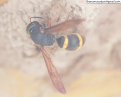 Orancistrocerus drewseni