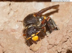 Orancistrocerus drewseni