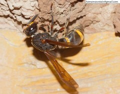Orancistrocerus drewseni