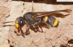 Orancistrocerus drewseni