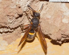 Orancistrocerus drewseni