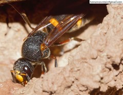 Orancistrocerus drewseni