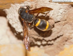 Orancistrocerus drewseni