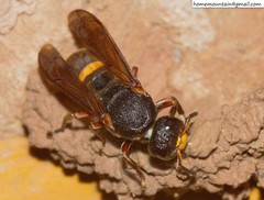 Orancistrocerus drewseni