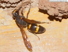 Orancistrocerus drewseni