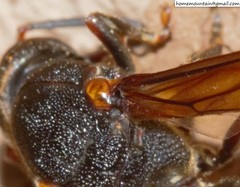 Orancistrocerus drewseni