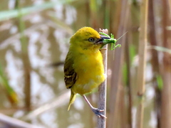 Ploceus intermedius cabanisii