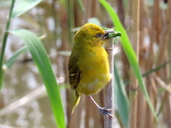 Ploceus intermedius cabanisii