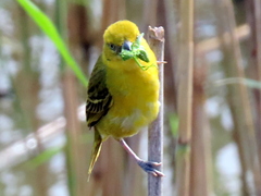 Ploceus intermedius cabanisii