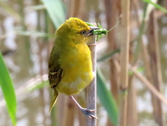 Ploceus intermedius cabanisii