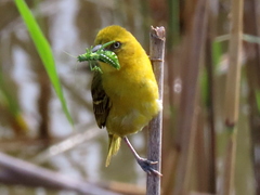 Ploceus intermedius cabanisii