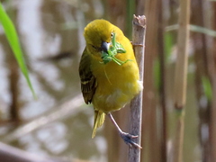 Ploceus intermedius cabanisii