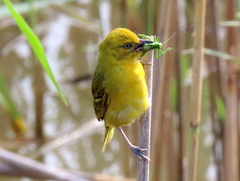Ploceus intermedius cabanisii
