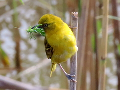 Ploceus intermedius cabanisii
