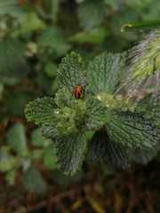 Coccinella miranda