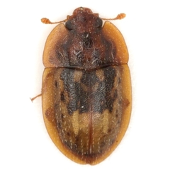 Lobiopa insularis