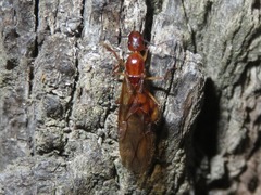 Camponotus conspicuus