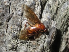 Camponotus conspicuus