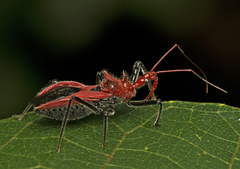 Gminatus wallengreni