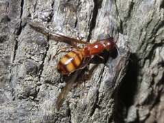 Camponotus conspicuus