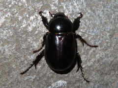 Ancognatha scarabaeoides