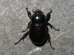 Ancognatha scarabaeoides