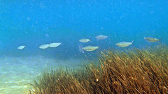 Herklotsichthys castelnaui