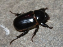 Ancognatha scarabaeoides