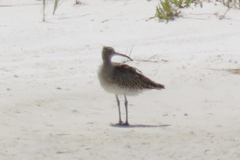 Numenius phaeopus phaeopus